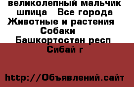 великолепный мальчик шпица - Все города Животные и растения » Собаки   . Башкортостан респ.,Сибай г.